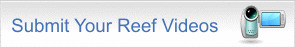 submit reef videos
